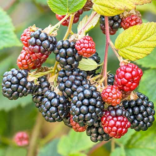 1 saz, Ostružina Navaho - : Monžstvo balíkov: 1 saz