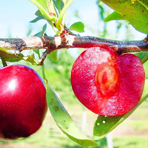 1 saz, Slivoň New Set - : Monžstvo balíkov: 1 saz