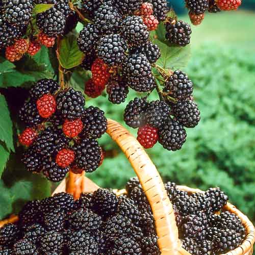 1 saz, Malina černá Bristol - : Monžstvo balíkov: 1 saz