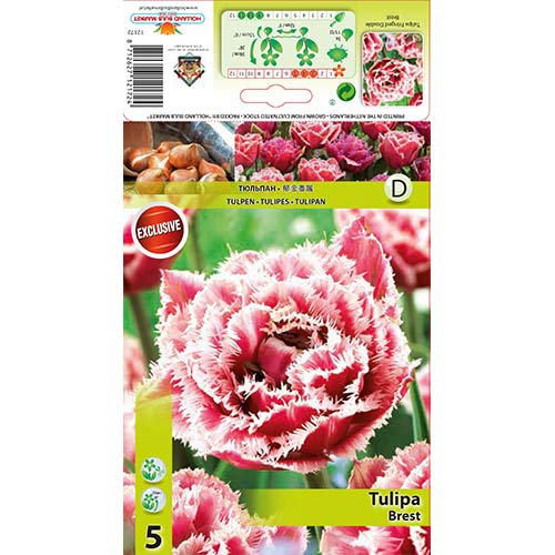 5 db, Tulipán Brest - Hagymák: Mod de ambalare: 5 db