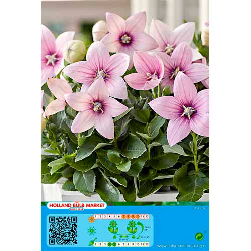 1 Stück, Ballonblume Pink - Stauden: Ilość w opakowaniu: 1 Stück