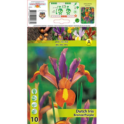 10 Stück, Holländische Iris Bronze - Blumenzwiebeln: Ilość w opakowaniu: 10 Stück