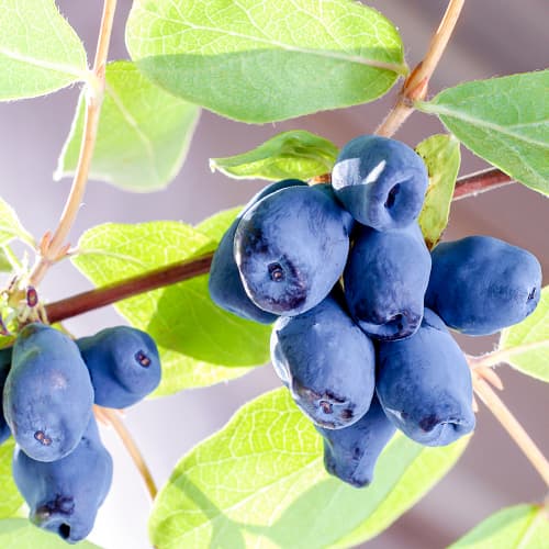 1 Pflanze(n), Honigbeere Sinoglaska, P9 - Setzlinge: Ilość w opakowaniu: 1 Pflanze(n)