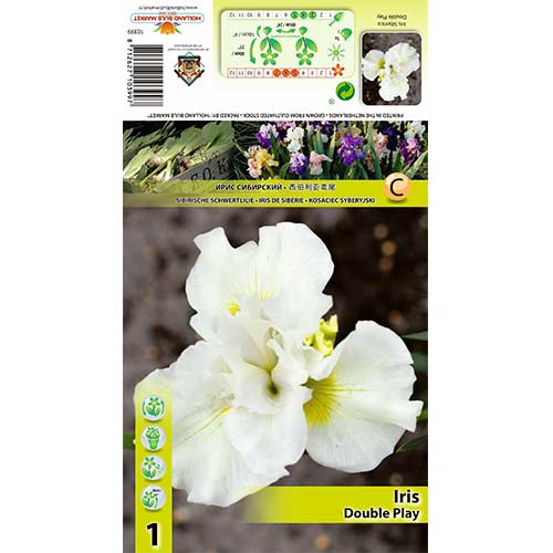 1 Stück, Bartlose Schwertlilie Double Play - Stauden: Ilość w opakowaniu: 1 Stück