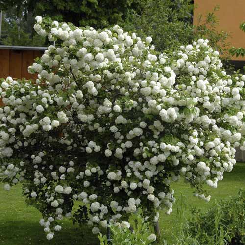 1 Pflanze(n), Echter Schneeball Roseum, C3 - Setzlinge: Ilość w opakowaniu: 1 Pflanze(n)