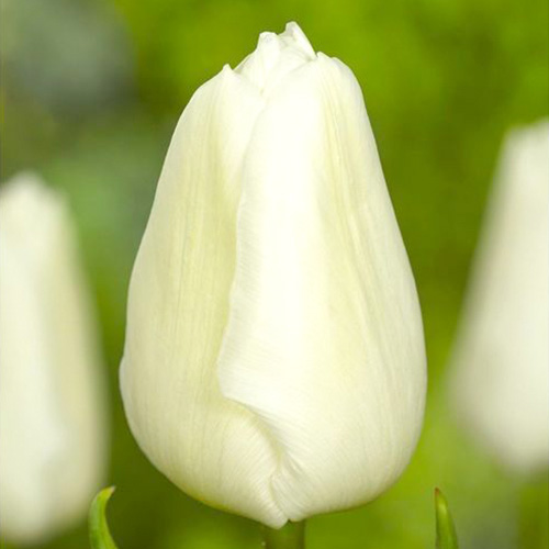 5 Stück, Tulpe White Prince - Blumenzwiebeln: Ilość w opakowaniu: 5 Stück