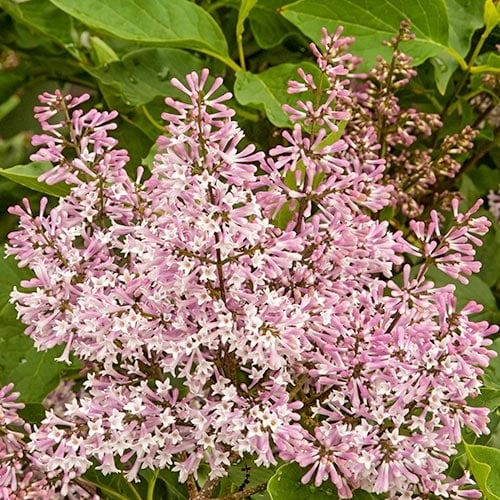 1 none, Edelflieder Miss Kim, P9 - Setzlinge: Ilość w opakowaniu: 1 none