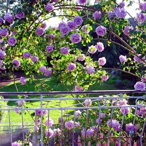 Rosa trepadeira Indigoletta, root ball - Plântulas: Ilość w opakowaniu: 1 plant