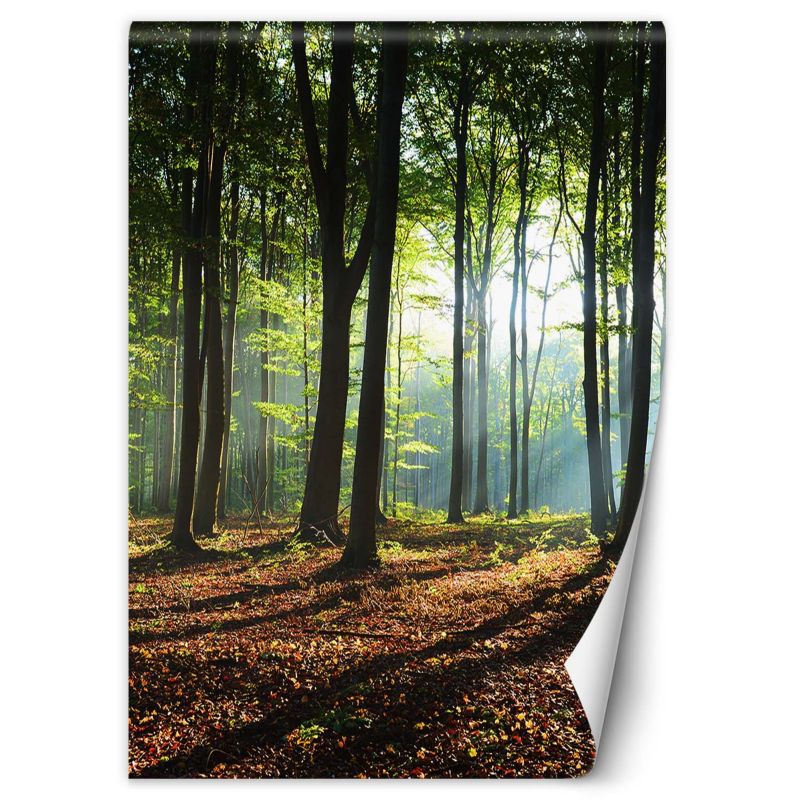 Fototapeta Feeby Las zielony wschód słońca natura 150x210 1 szt
