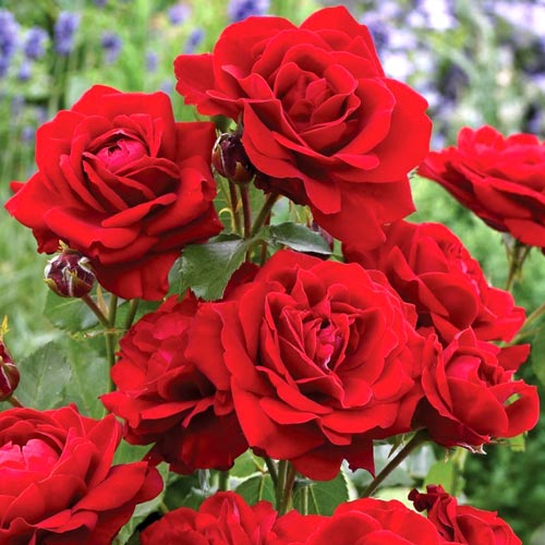 1 szt, Róża bukietowa Black Cherry - Sadzonki: Ilość w opakowaniu: 1 sadz