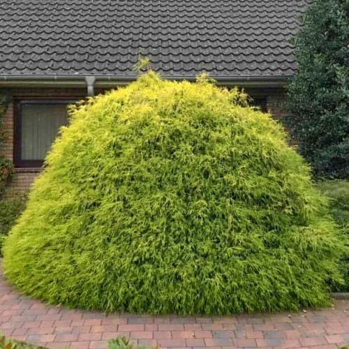 1 szt., Cyprysik Aurea - Sadzonki: Ilość w opakowaniu: 1 szt.