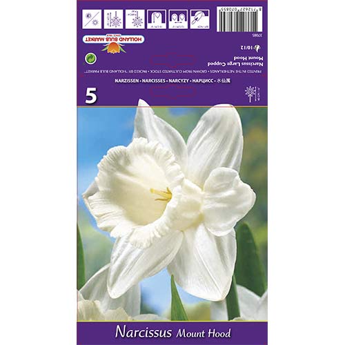 5 szt., Narcyz wielkokwiatowy Mount Hood - Cebule: Ilość w opakowaniu: 5 szt.