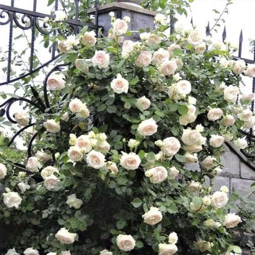 1 sadz, Róża pnąca Palais Royal - Sadzonki: Ilość w opakowaniu: 1 sadz