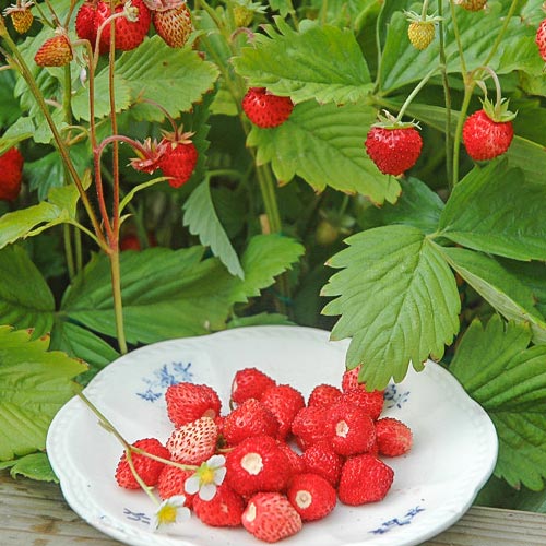 1 saz, Jahoda Lesní Alexandria - : Monžstvo balíkov: 1 saz