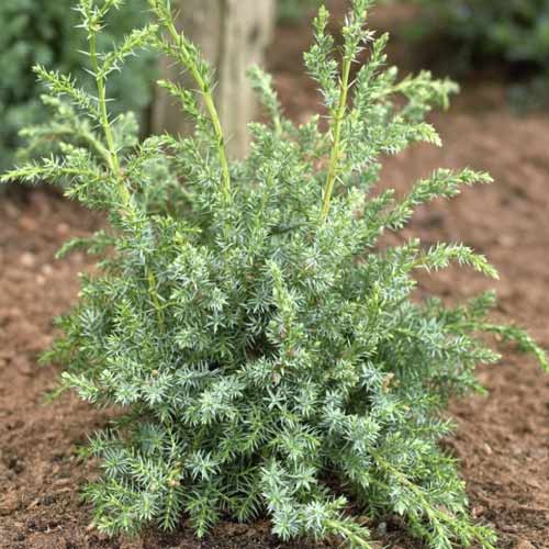 1 saz, Jalovec šupinatý Blue Alps, C2 - : Monžstvo balíkov: 1 saz