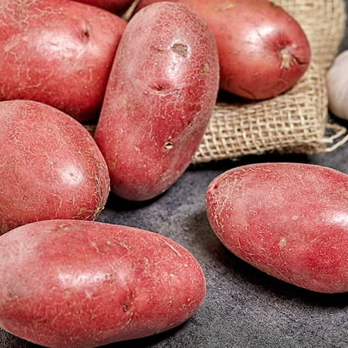 1 kg, Vetőburgonya Laura - Gumók: Mod de ambalare: 1 kg