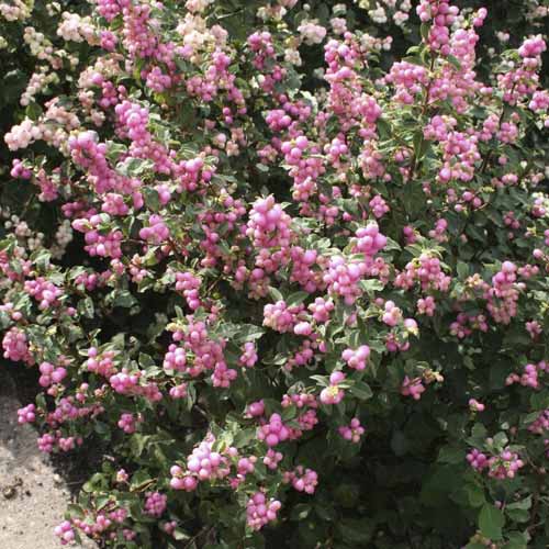 1 db, Hóbogyó Amethyst, C2 - Palánták: Mod de ambalare: 1 db