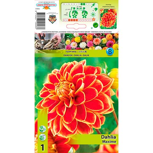 1 db, Dália Maxime - Évelő: Mod de ambalare: 1 db
