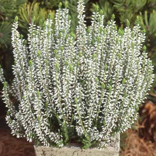 1 Pflanze(n), Besenheide Betty - Setzlinge: Ilość w opakowaniu: 1 Pflanze(n)