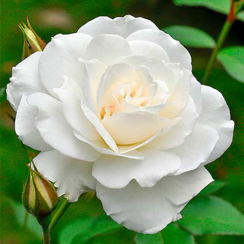 1 Pflanze(n), Großblütige Rose Helga - Setzlinge: Ilość w opakowaniu: 1 Pflanze(n)