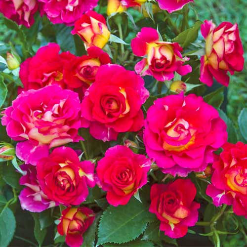 1 Pflanze(n), Strauchrose Rose Brera - Setzlinge: Ilość w opakowaniu: 1 Pflanze(n)