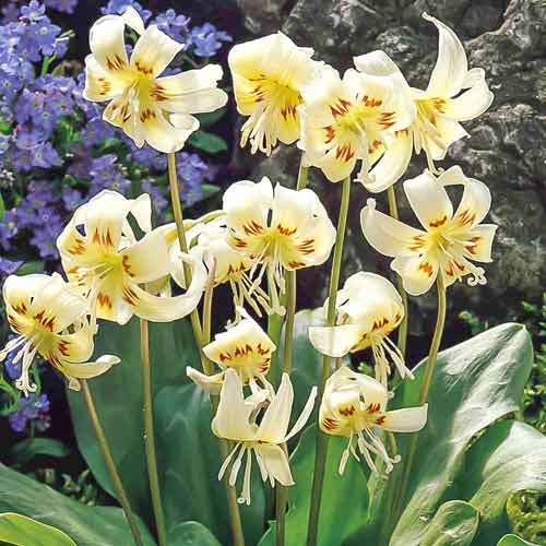 2 Stück, Hundzahn White Beauty - Blumenzwiebeln: Ilość w opakowaniu: 2 Stück