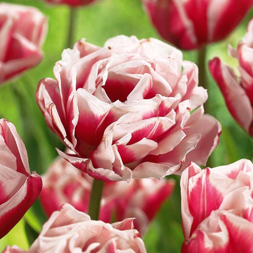 10 Stück, Tulpe Horizon - Blumenzwiebeln: Ilość w opakowaniu: 10 Stück