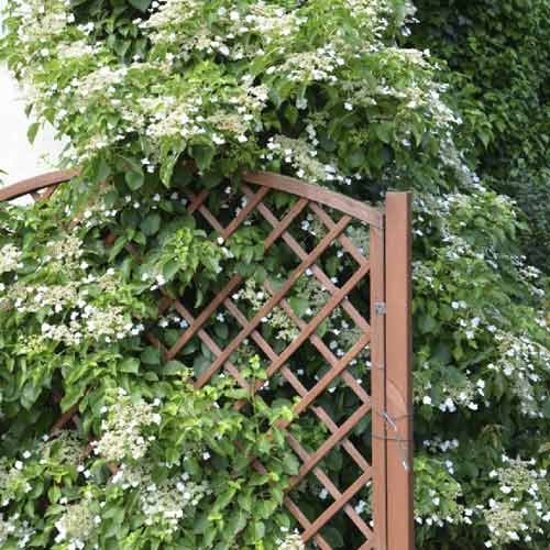 Hortênsia trepadeira Mirranda - Plântulas: Ilość w opakowaniu: 1 plant