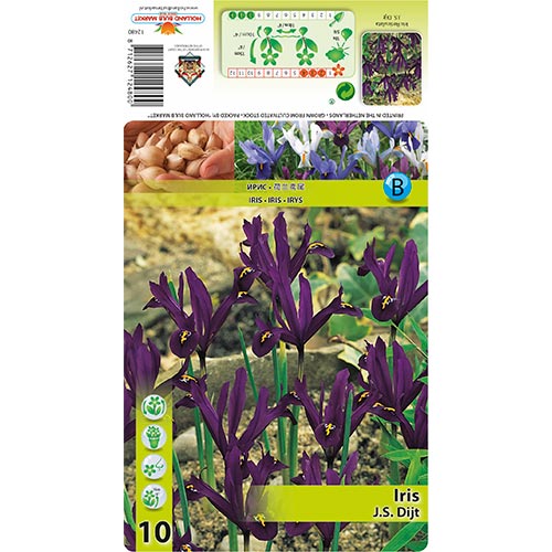 Iris Reticulada J.S. Dijt - Plantas perenes: Ilość w opakowaniu: 10 bulbe