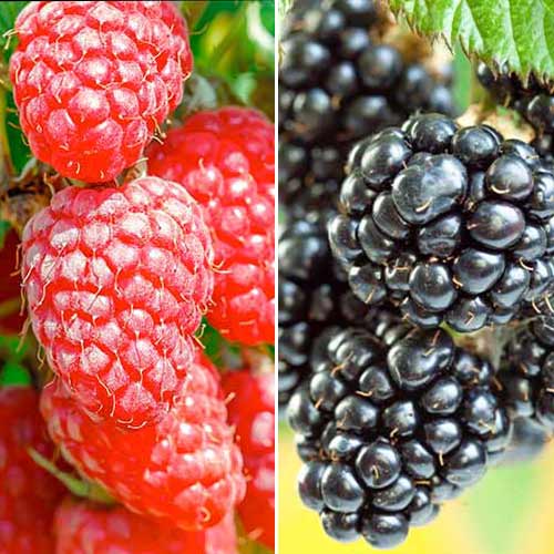 Duo de amoras, 2 plantas - Plântulas: Ilość w opakowaniu: 2 plant