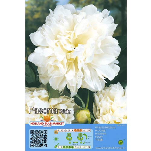 Pivoine Blanco - Plantas perennes: Ilość w opakowaniu: 1 bulbos