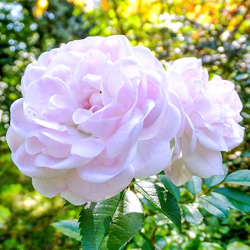 1 szt, Róża wielkokwiatowa Sea Foam - Sadzonki: Ilość w opakowaniu: 1 sadz