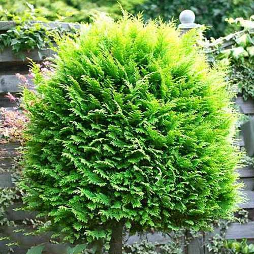 1 sadz, Cyprysik Lawsona Alumigold - Sadzonki: Ilość w opakowaniu: 1 sadz