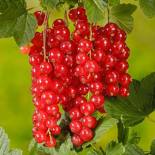 1 sadz, Porzeczka czerwona JVT - Sadzonki: Ilość w opakowaniu: 1 sadz