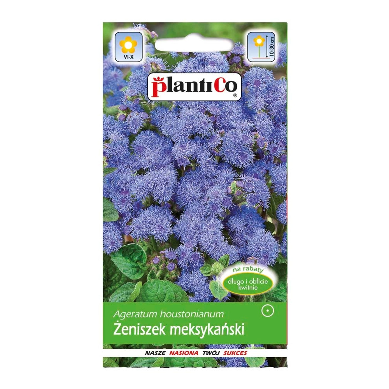 Żeniszek meksykański Mini