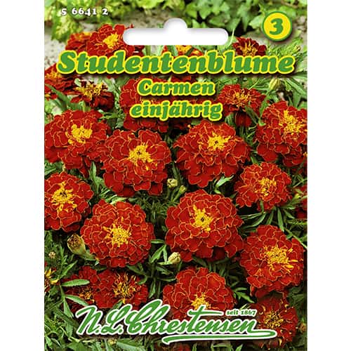 1 ob, Aksamitník rozkladitý Carmen - : Monžstvo balíkov: 1 ob