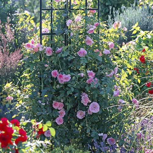 1 saz, Růže pnouca Kir Royal - : Monžstvo balíkov: 1 saz