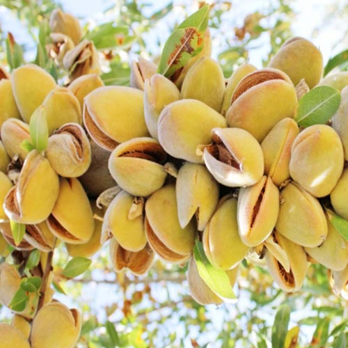 1 Pflanze(n), Mandel Barreta - Setzlinge: Ilość w opakowaniu: 1 Pflanze(n)