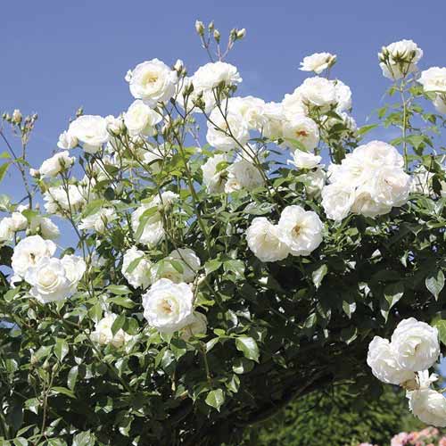 1 Pflanze(n), Kletterrose Schneewalzer - Setzlinge: Ilość w opakowaniu: 1 Pflanze(n)