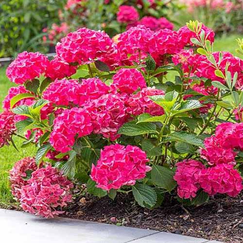 1 sadz, Hortensja ogrodowa Leuchtfeuer - Sadzonki: Ilość w opakowaniu: 1 sadz