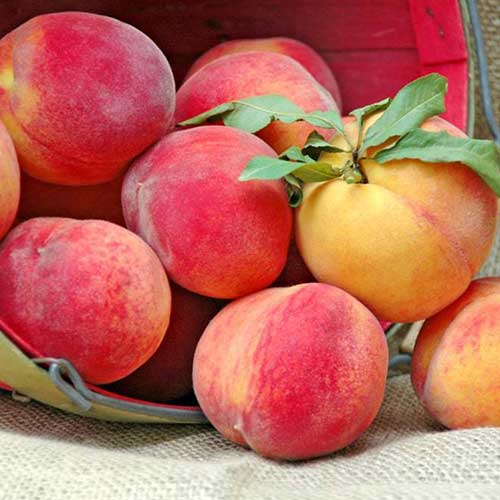 1 sadz, Brzoskwinia Velvet - Sadzonki: Ilość w opakowaniu: 1 sadz