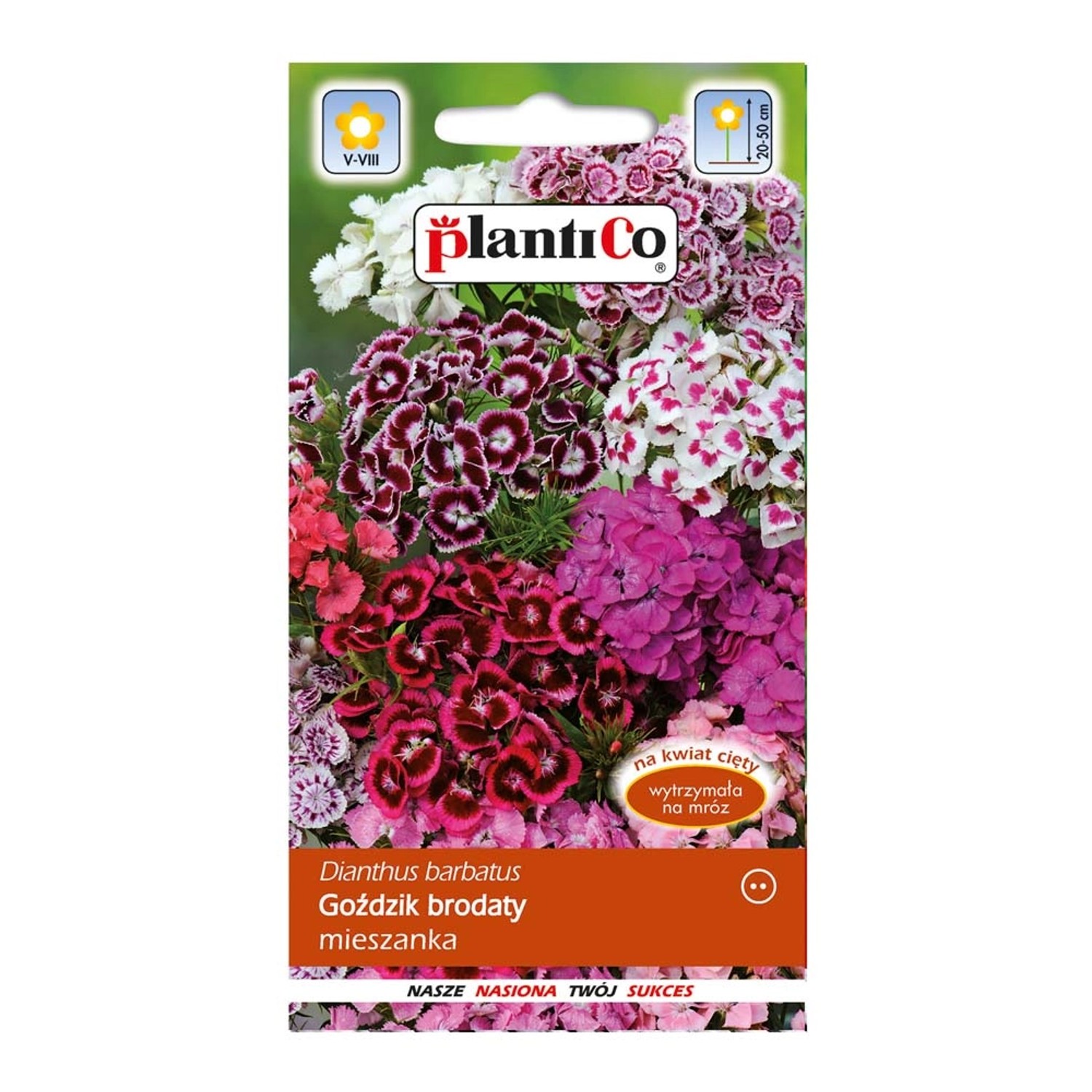 Goździk brodaty mix