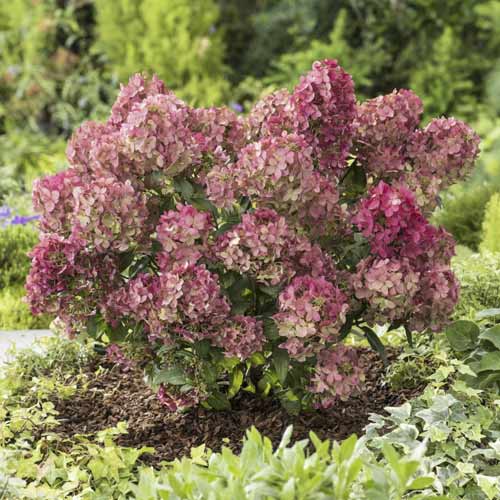 1 saz, Hortenzie latnatá Great Star - : Monžstvo balíkov: 1 saz