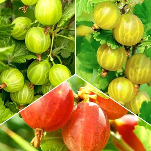 Hihetetlen ajánlat! Egres Trió, 3 fajtából álló készlet - Palánták: Mod de ambalare: 3 db