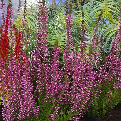 1 Pflanze(n), Besenheide Pink Bettina - Setzlinge: Ilość w opakowaniu: 1 Pflanze(n)