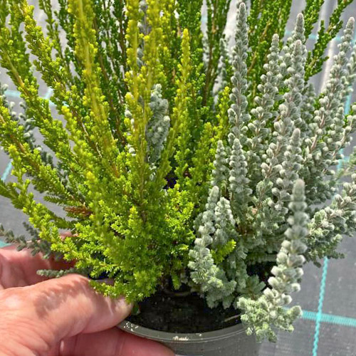 1 Pflanze(n), Besenheide Trio Girls Zelia/Zilly/Zelda - Setzlinge: Ilość w opakowaniu: 1 Pflanze(n)