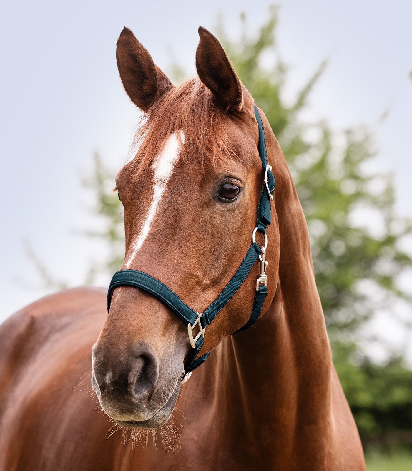 Waldhausen Waldhausen kantar Satin 24h