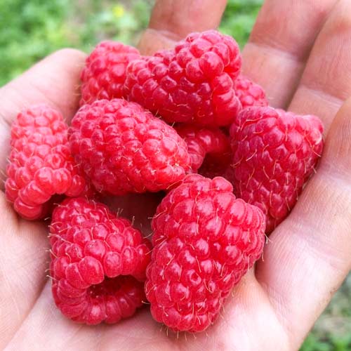 1 saz, Malina Tulameen - : Monžstvo balíkov: 1 saz