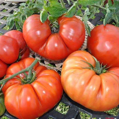 8 sadz, Pomidor Brutus - Sadzonki: Ilość w opakowaniu: 8 sadz