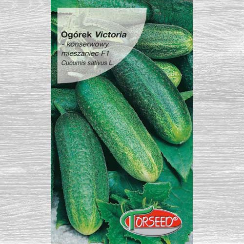 1 szt, Ogórek gruntowy konserwowy Victoria F1 - Nasiona: Ilość w opakowaniu: 5 g
